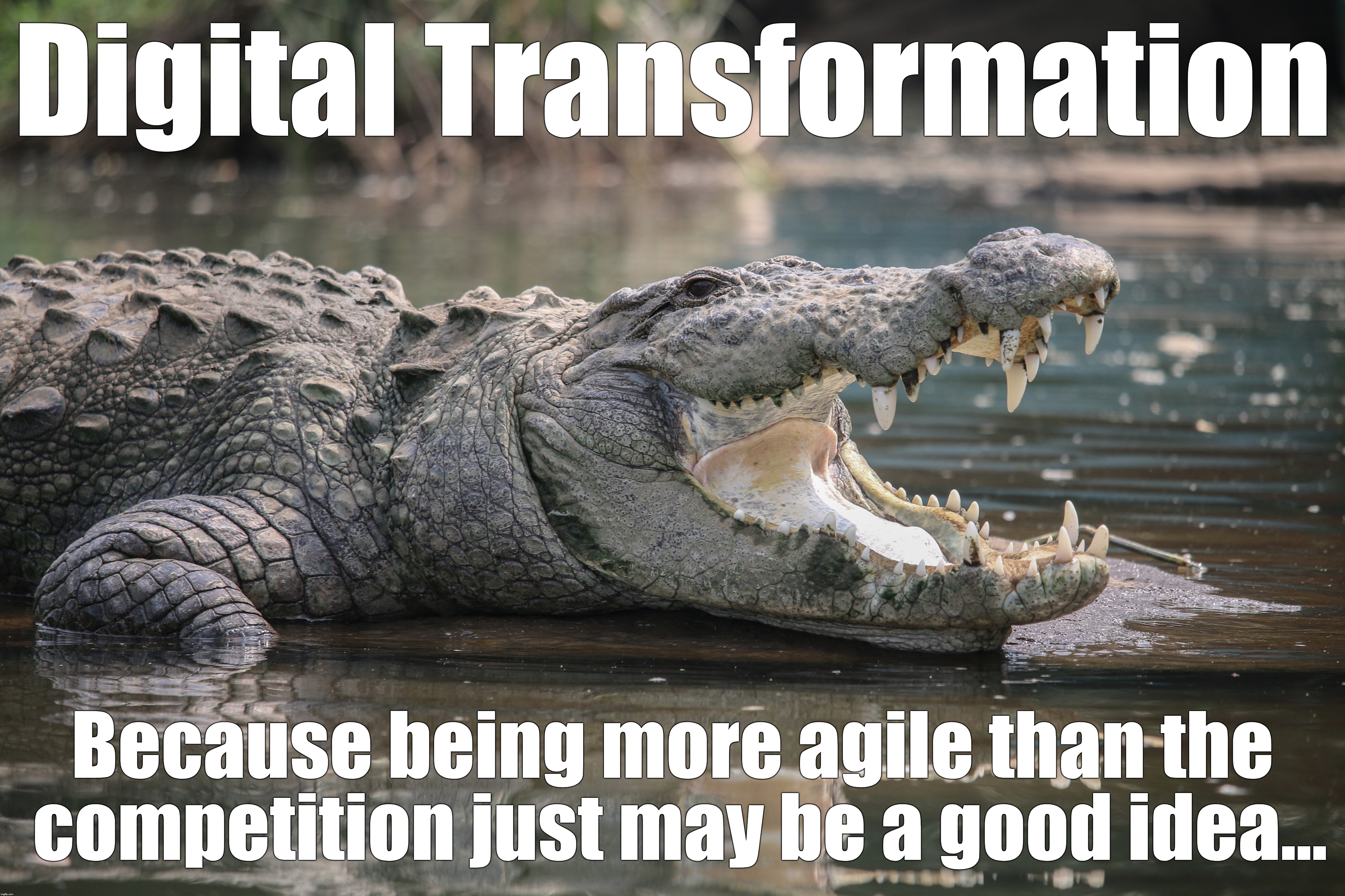 Digital Transformation: Because being more agile than the competition just may be a good idea...